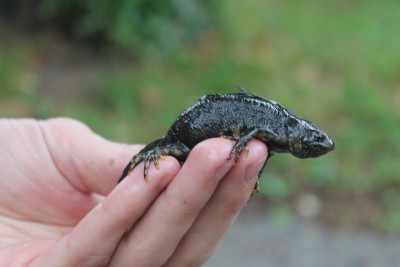 Triturus carnifex - Italian crested newt